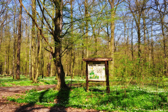 Rezerwat leśny „Dąbrowa Smoszew”