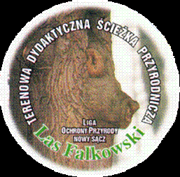 Jeden ze szlaków turystycznych - terenowa dydaktyczna ścieżka „Las Falkowski” …Więcej » Jeden ze szlaków turystycznych - terenowa dydaktyczna ścieżka „Las Falkowski” …Więcej »